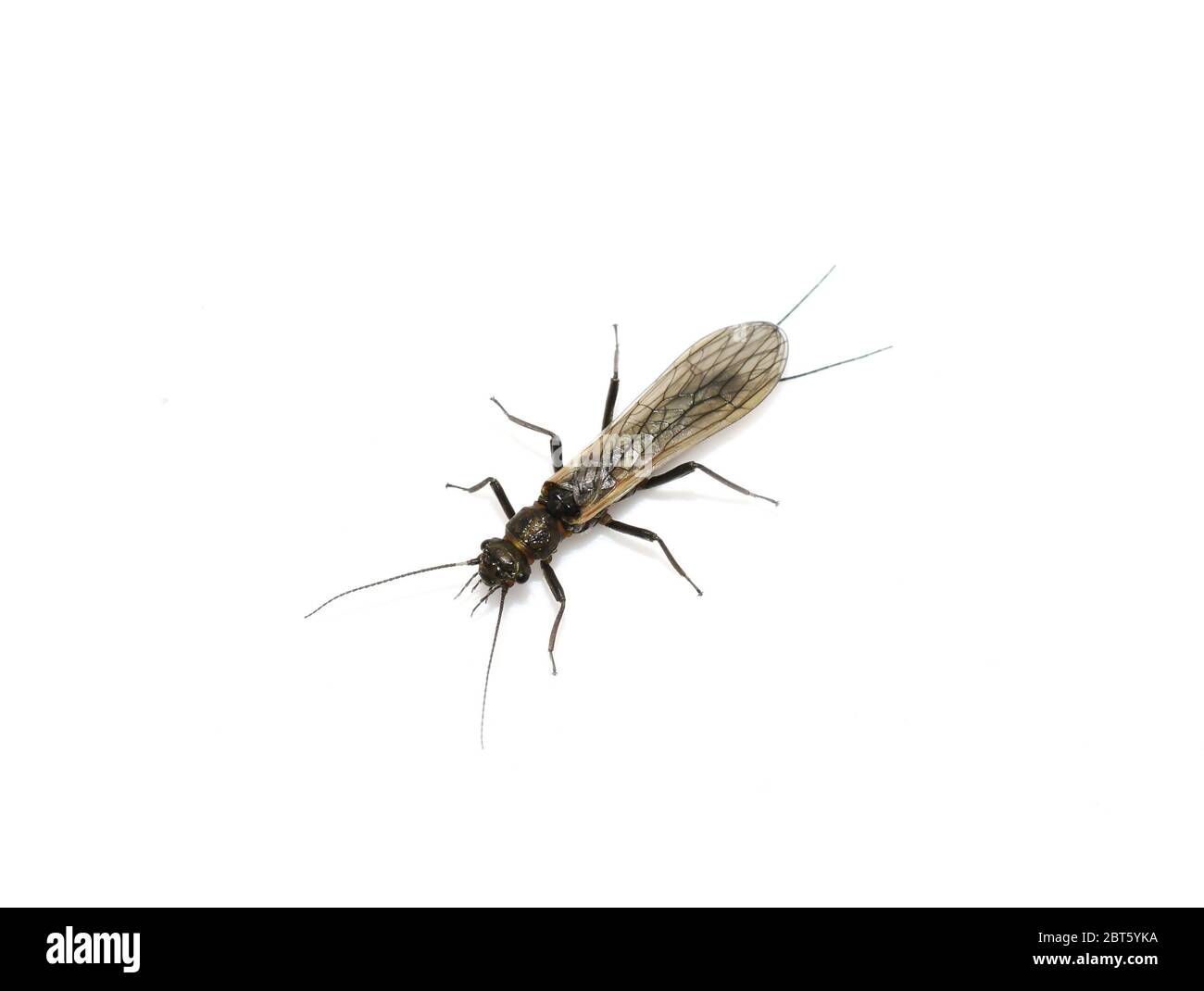 Stonefly plecoptera insetto isolato su sfondo bianco Foto Stock