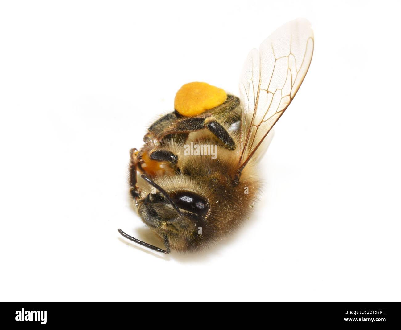 API di miele mellifera trovato morto isolato su sfondo bianco Foto Stock