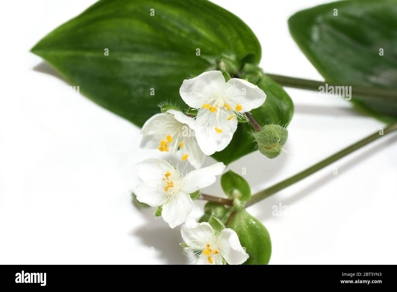 Verde spiderworth Tradescantia fluminensis fiori bianchi su sfondo bianco Foto Stock