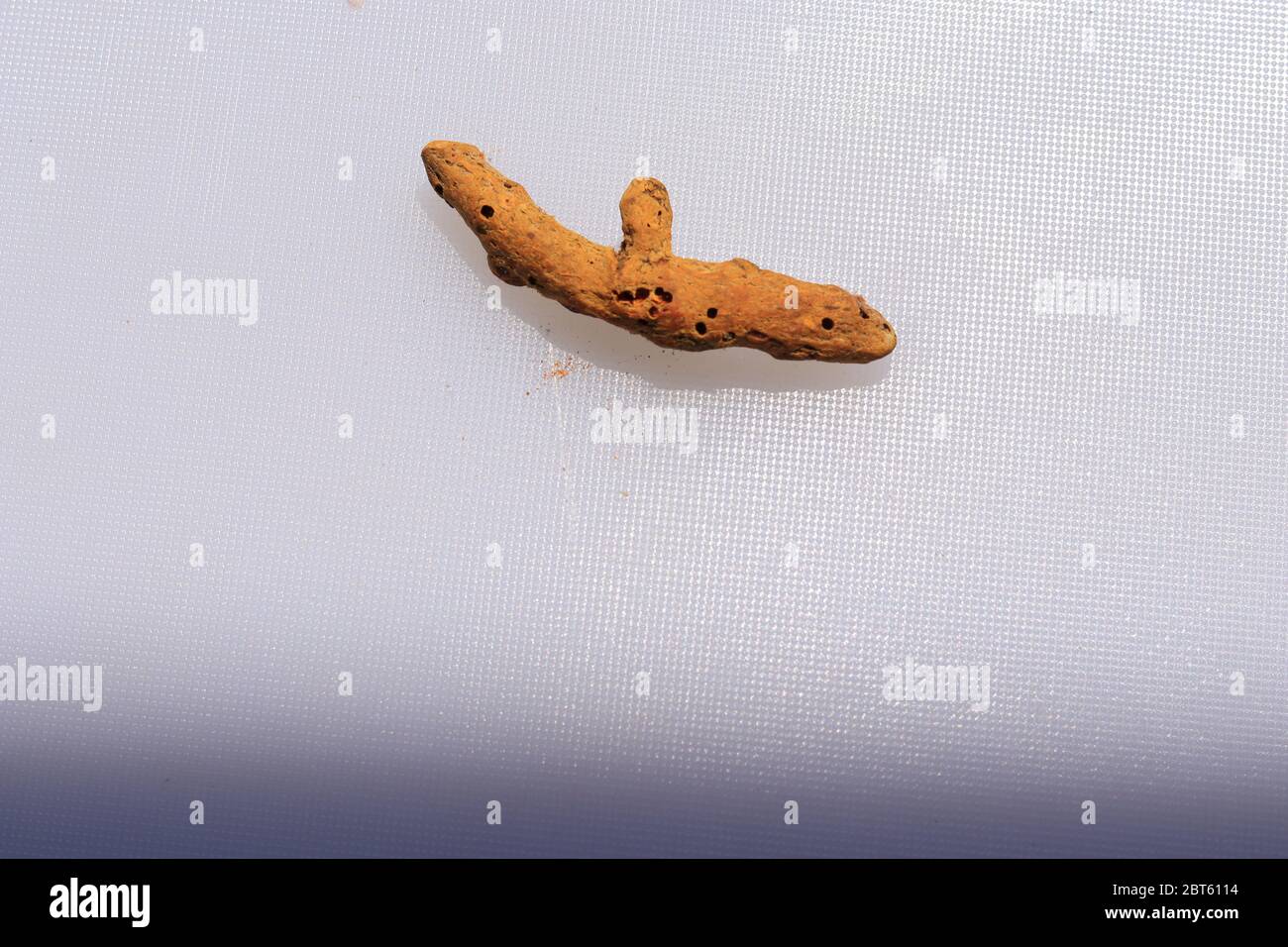 Radice curcuma fresca secca isolata su fondo bianco Foto Stock