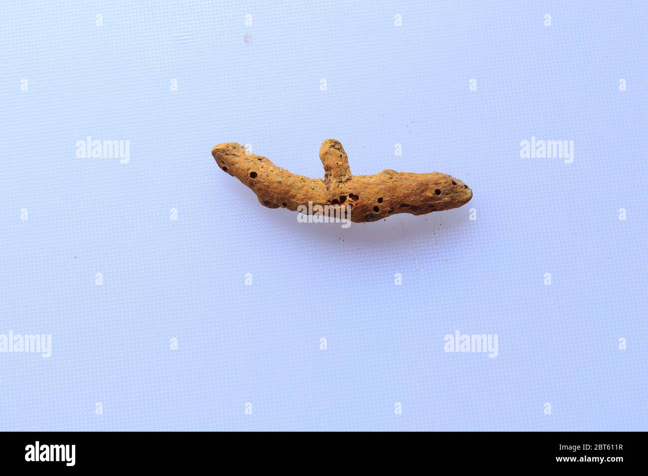 Radice curcuma fresca secca isolata su fondo bianco Foto Stock