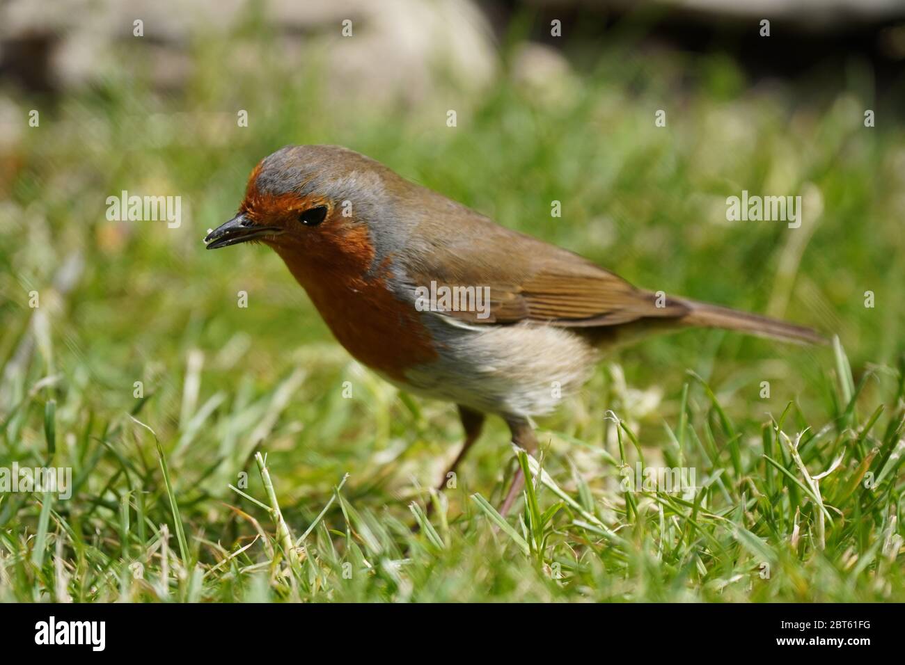 Pettirosso europeo Foto Stock