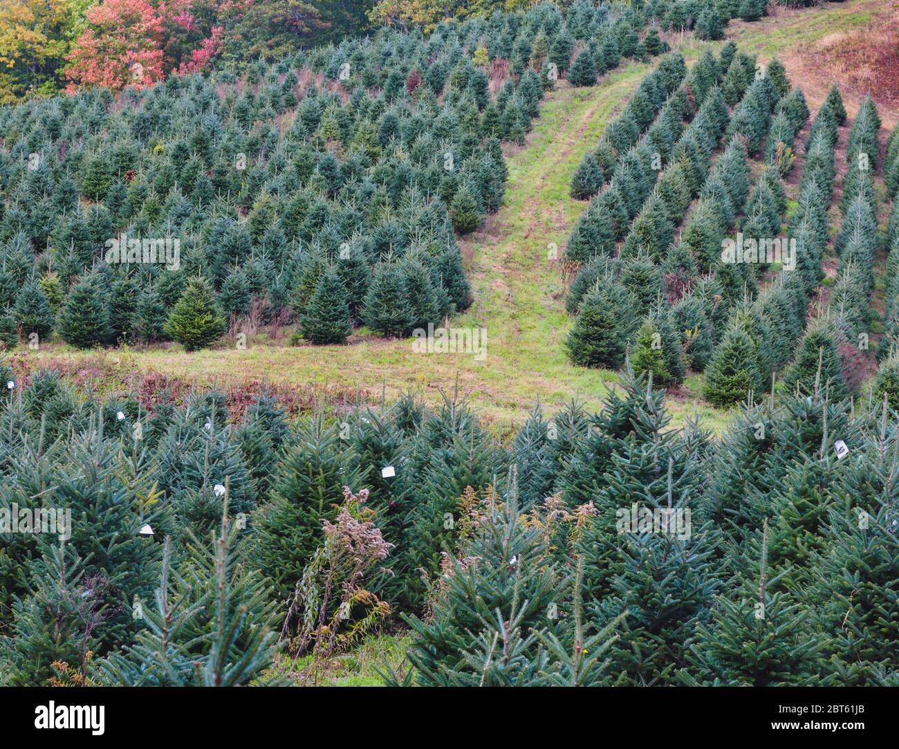 North Carolina, Stati Uniti d'America. Piantagione di alberi per essere utilizzati come alberi di Natale. Foto Stock