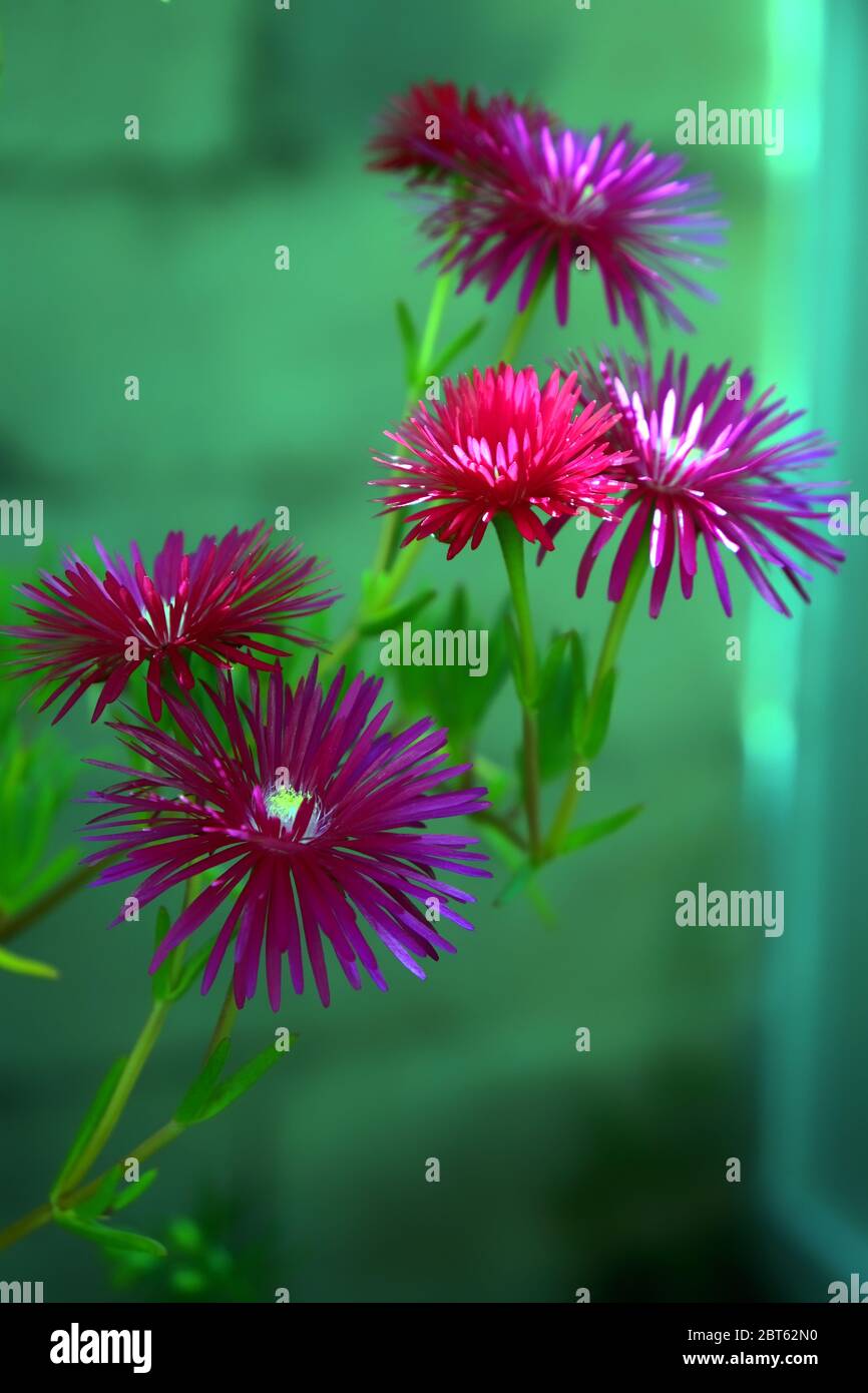 vista ravvicinata dei fiori di piante di ghiaccio Foto Stock