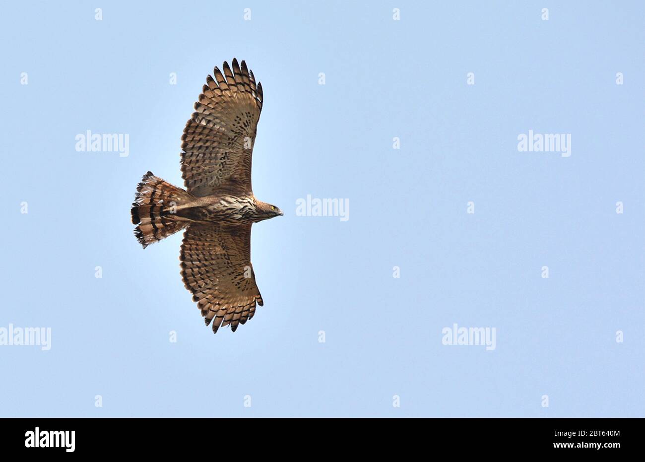 L'aquila di falco mutabile o l'aquila di falco crestata è un grande uccello di specie di prede della famiglia Accipitridae. Più informale o antiquato inglese comune Foto Stock