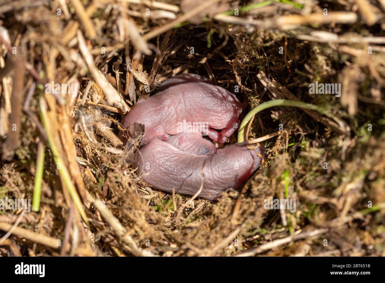 Campo di nido di vola (Microtus agrestis) con tre animali neonati, Regno Unito Foto Stock