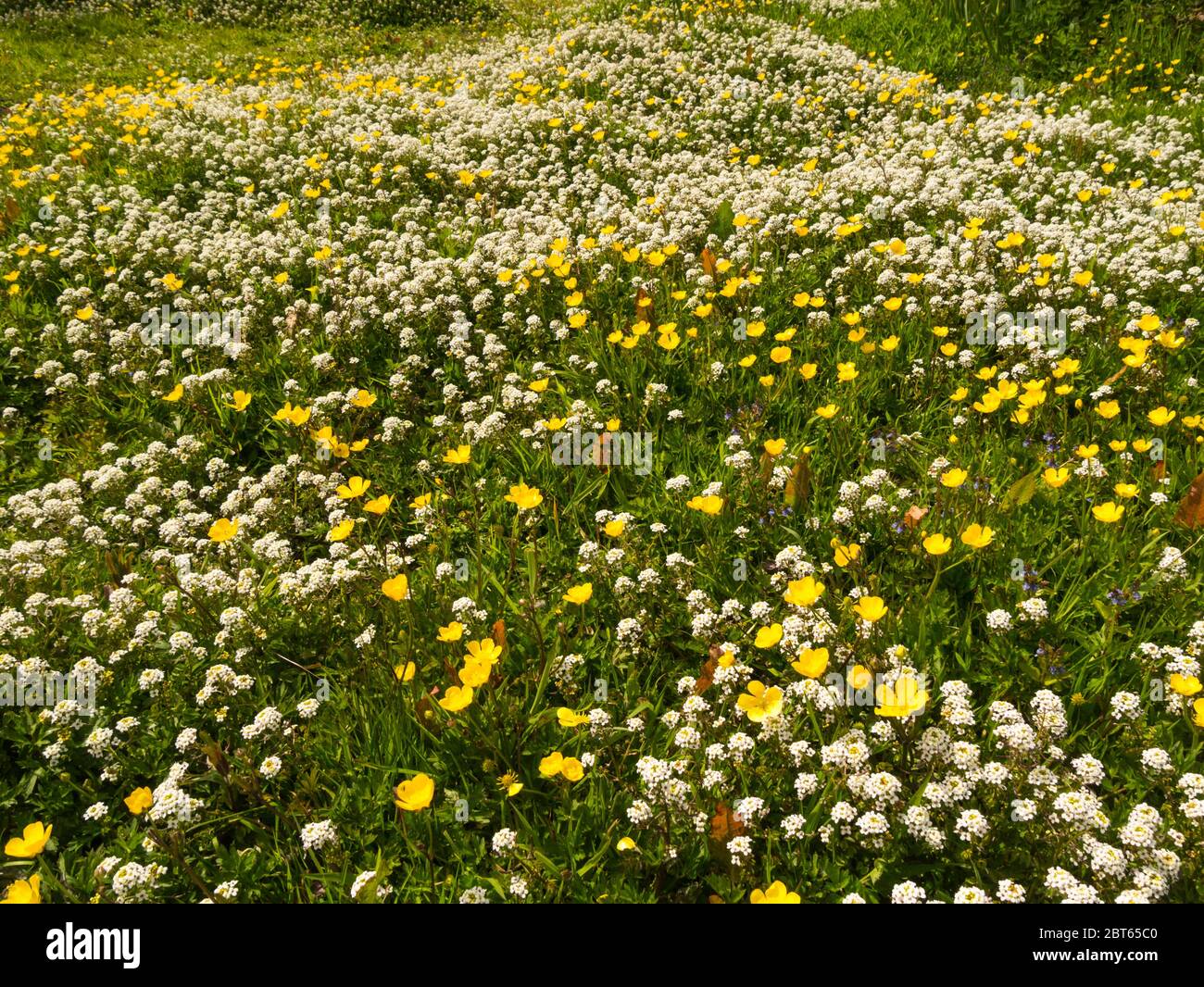 Lobularia maritima Little Dorrit Alyssum dolce crescere selvatico con buttercups Isola di Anglesey Galles del Nord Regno Unito Foto Stock