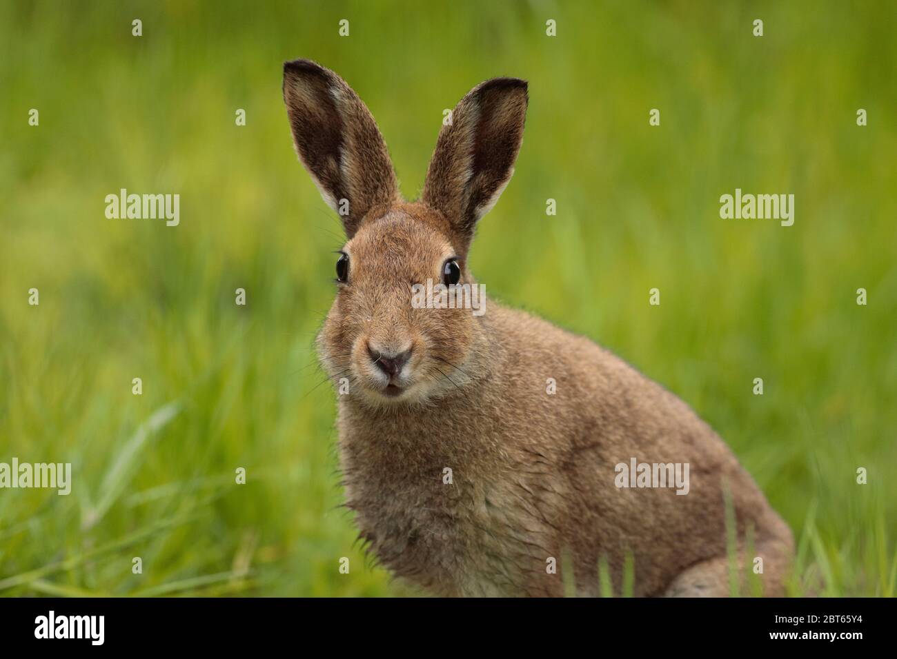 Lepre irlandese Foto Stock