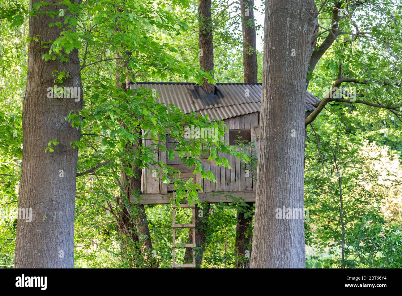 Albero di legno oscurato tra foglie verdi di querce Foto Stock