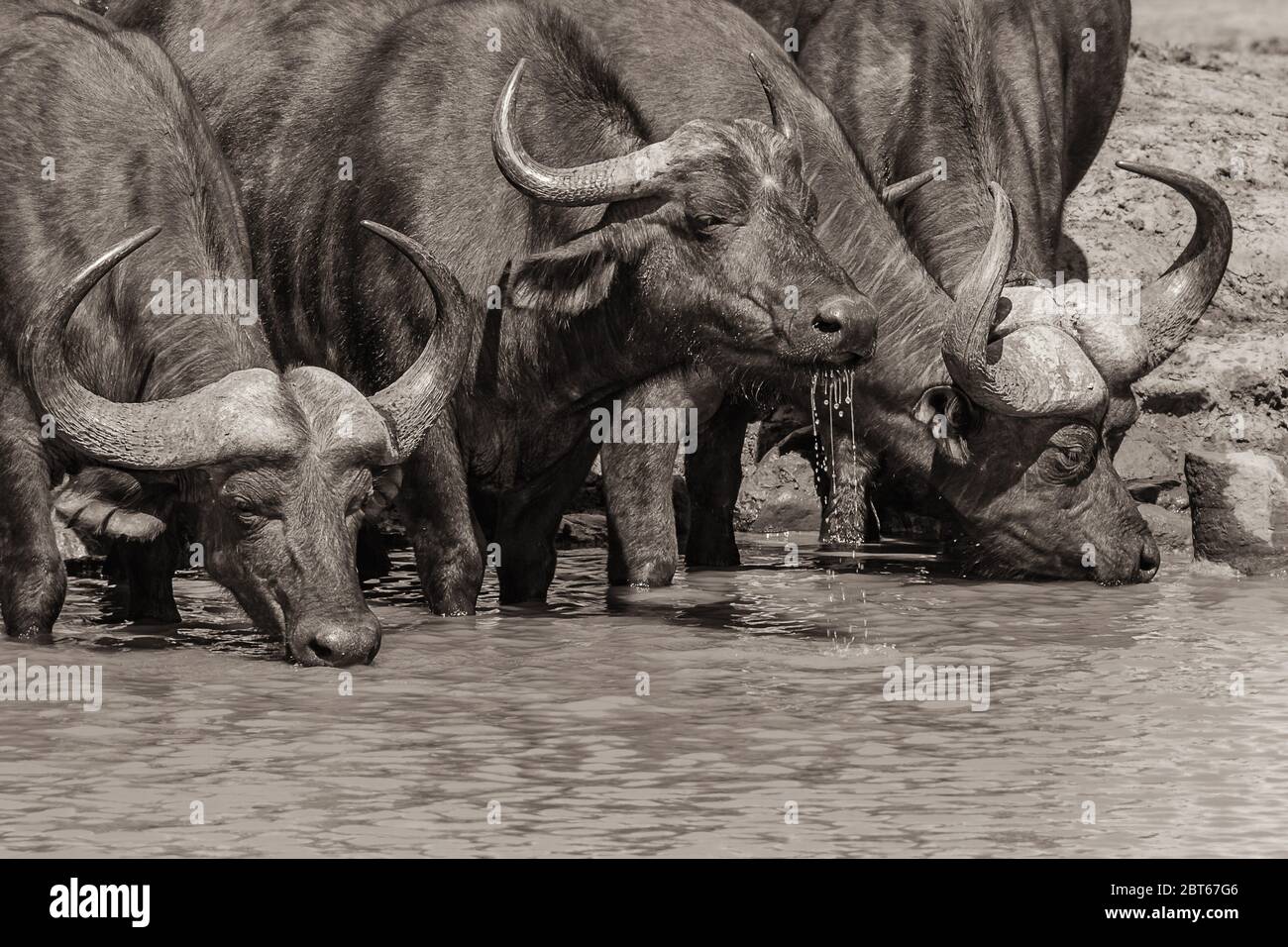 Una piccola mandria di bufali Syncerus cafferat l'acqua che dissetava la loro sete, Addo Elephant Park, provincia del Capo Orientale, Sud Africa Foto Stock