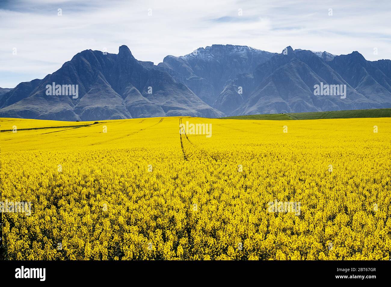 Una scea rurale di canola e campi di grano con basse nuvole contro le montagne, provincia del Capo occidentale, Sudafrica Foto Stock