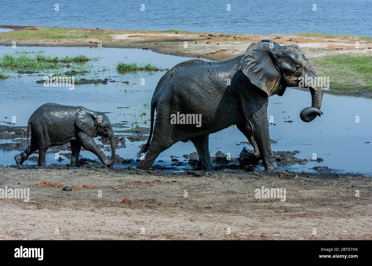 Elefante e vitello Loxodonta africana coperto di fango nero chobe che cammina lungo il fiume Chobe Foto Stock
