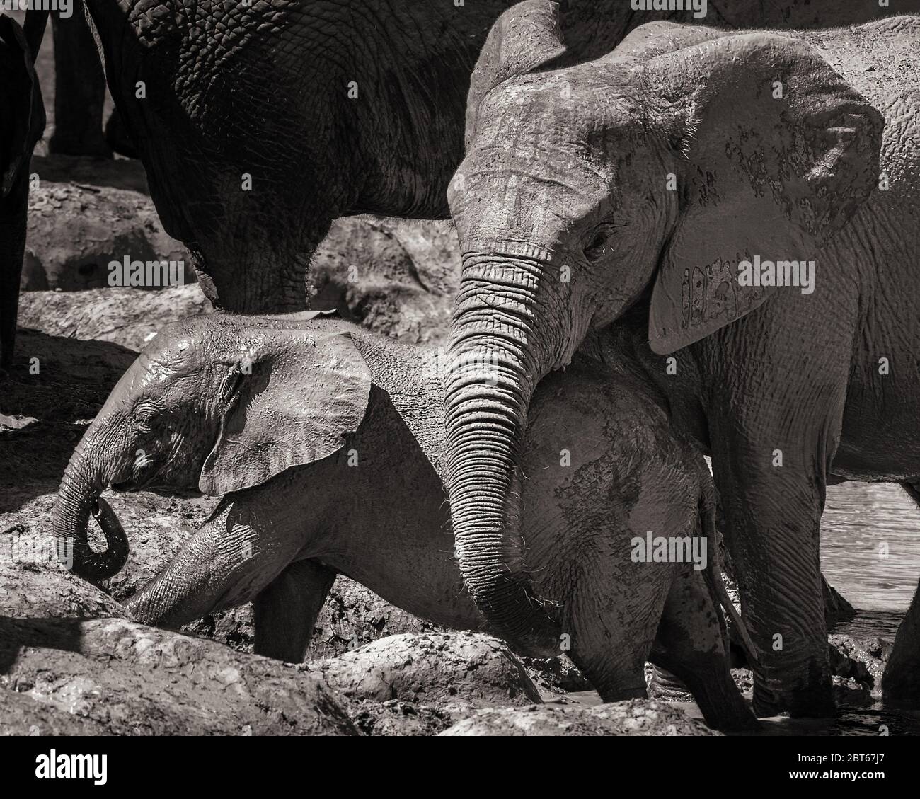 I giovani elefanti Loxodonta africana giocano al Parco degli Elefanti Addo, Provincia del Capo Orientale, Sudafrica Foto Stock