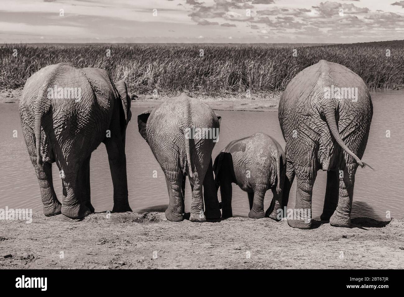 Gruppo di elefanti Loxoxdonta africana bere acqua al Parco degli Elefanti Addo, Provincia del Capo Orientale, Sudafrica in colore Seppia Foto Stock