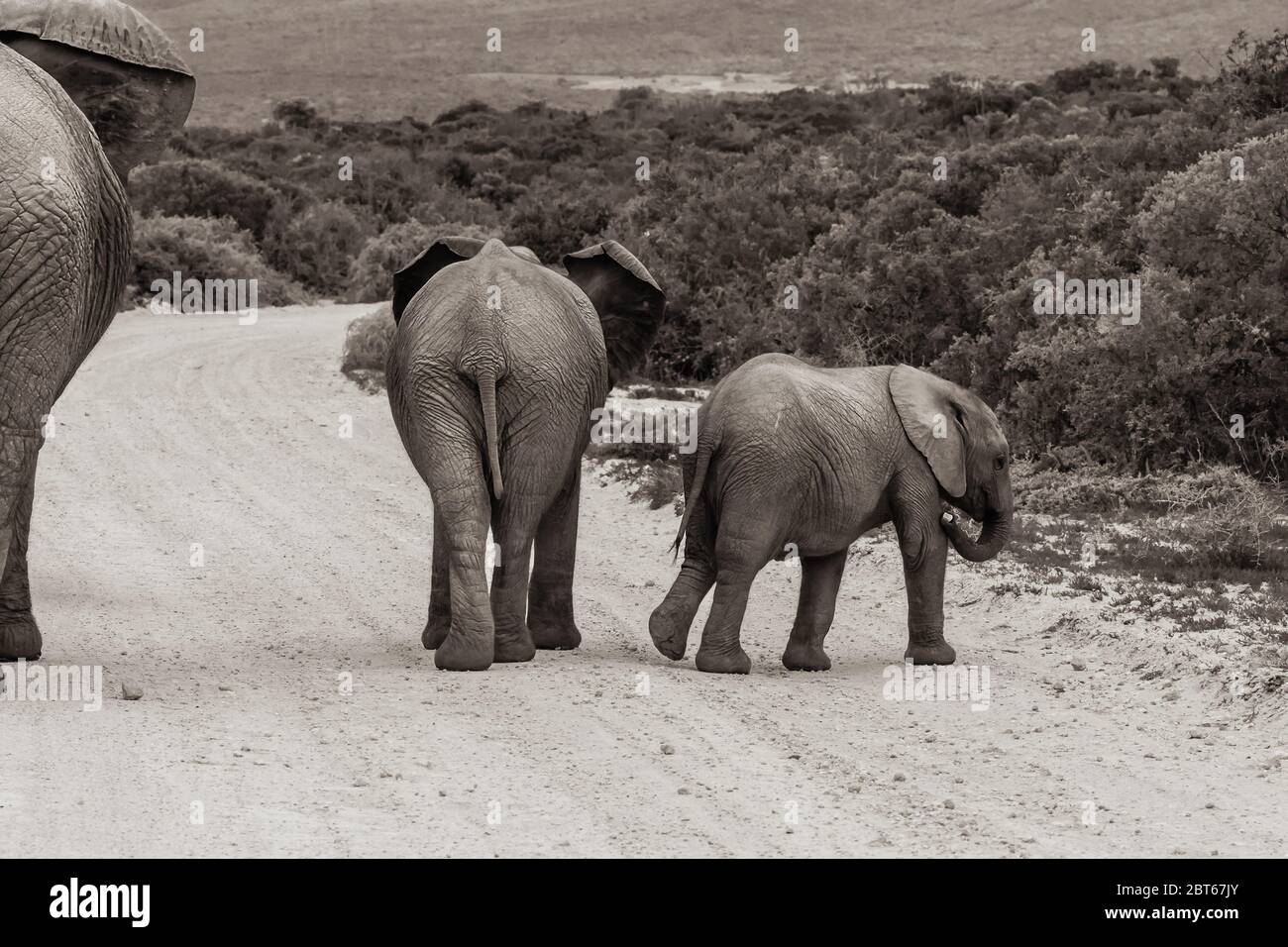 Piccolo gruppo familiare di Elephant Loxodonta africana su una strada ghiaiosa in colore seppia al Parco degli Elefanti Addo, Provincia del Capo Orientale, Sud Africa Foto Stock