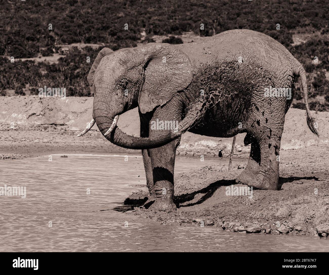 Elefante Loxodonta Africana spruzzandosi con acqua per rinfrescarsi all'Addo Elephant Park, Provincia del Capo Orientale, Sudafrica Foto Stock