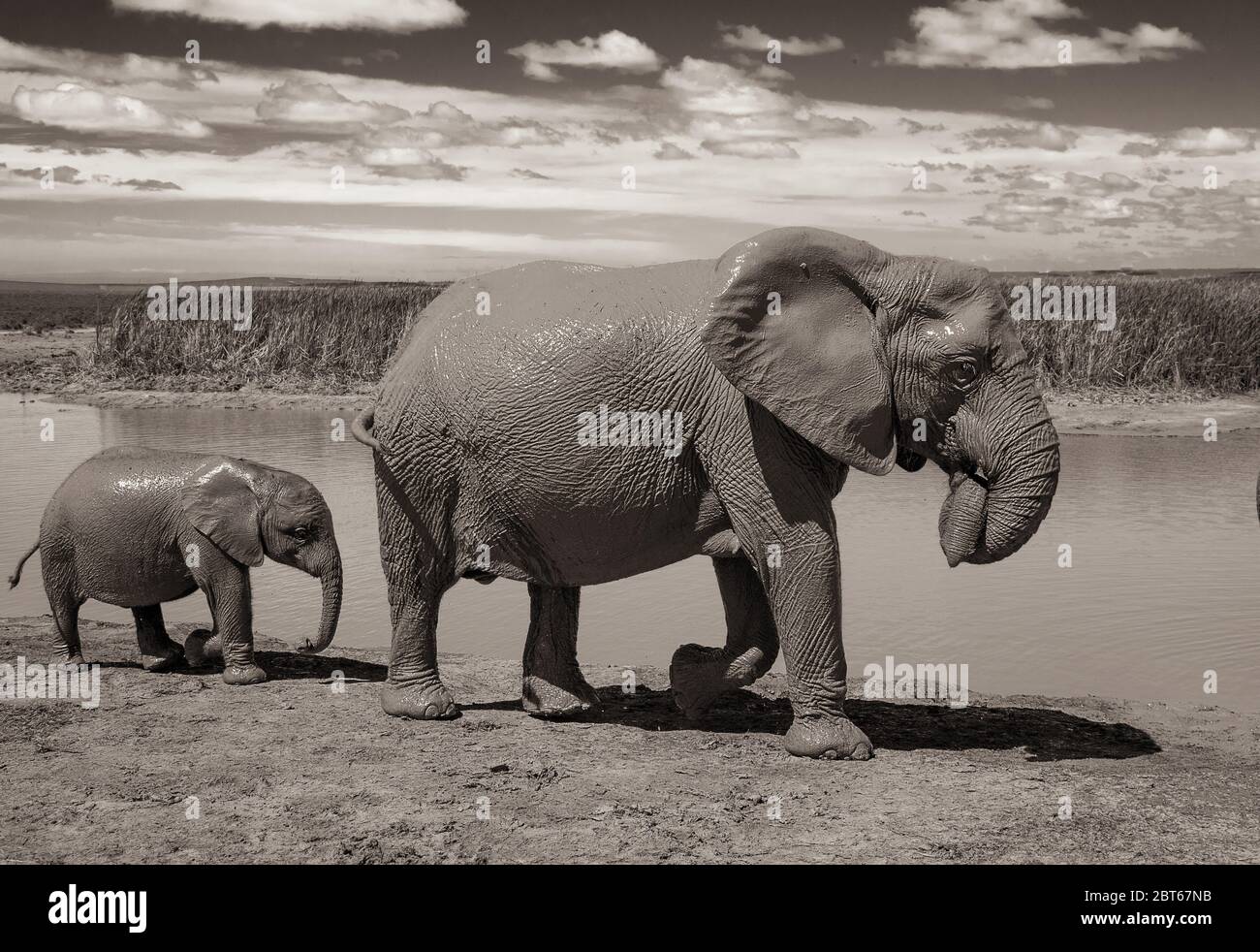 Mucca di elefante Loxodonta Africana un grande animale africano con vitello che cammina lungo l'acqua Addo Elephant Park, Provincia del Capo Orientale, Sud Africar Foto Stock