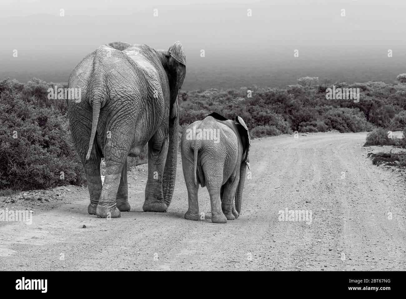 Mucca di elefante Loxodonta Africana un grande animale africano con vitello che cammina lungo una strada ghiaiosa Addo Elephant Park, Provincia del Capo Orientale, Sud Africa Foto Stock