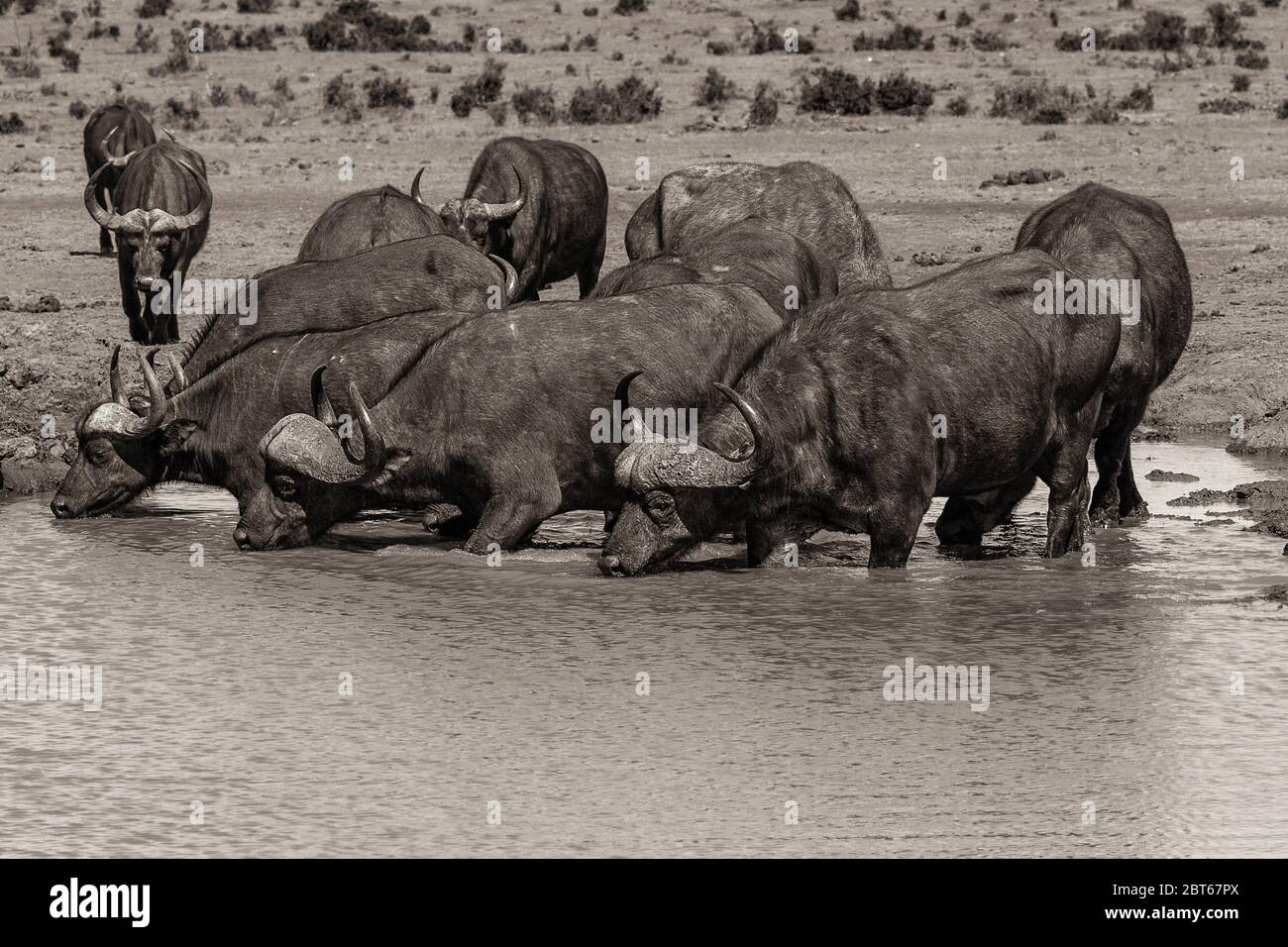 Una piccola mandria di bufali Syncerus cafferat l'acqua che dissetava la loro sete, Addo Elephant Park, provincia del Capo Orientale, Sud Africa Foto Stock