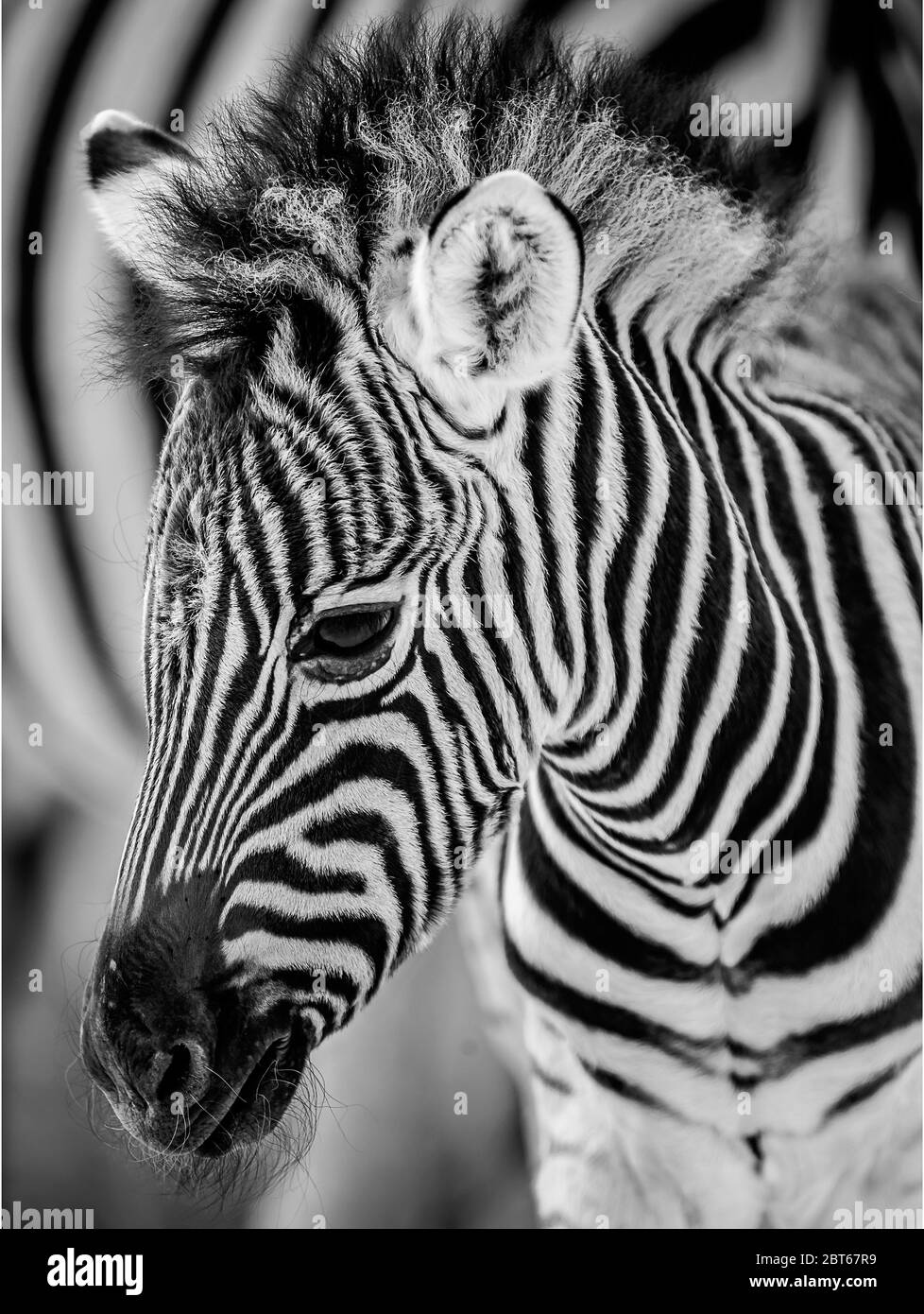 Un'immagine ritratto a strisce di un foal equus burchelii zebra che riposa davanti al fianco a strisce del Parco Nazionale Etosha Namibia Foto Stock