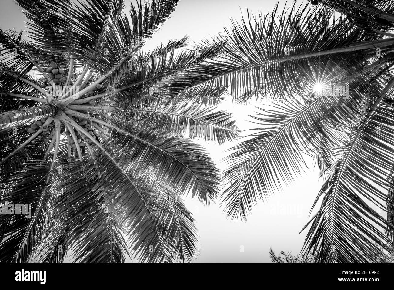 Palme da cocco contro il cielo. Bella foglia di palme su sfondo bianco Foto Stock