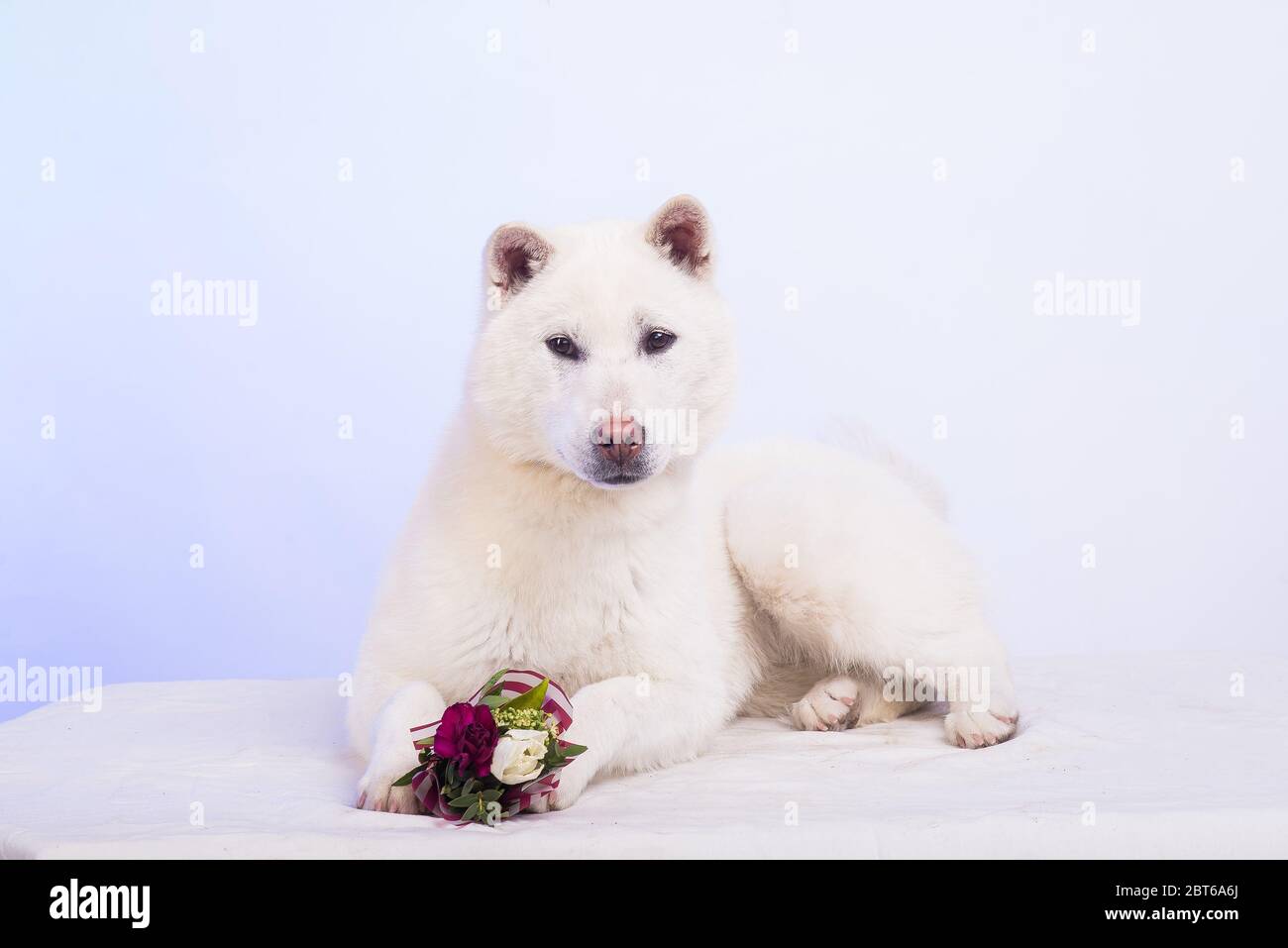 Bianco taglia media bel cane Kishu Inu Foto Stock