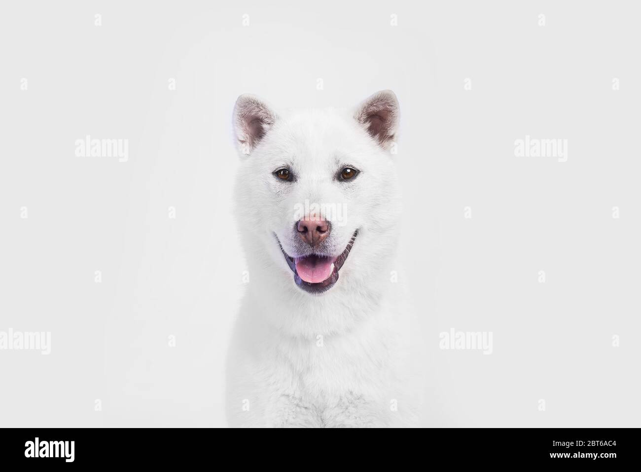 Bianco taglia media bel cane Kishu Inu Foto Stock