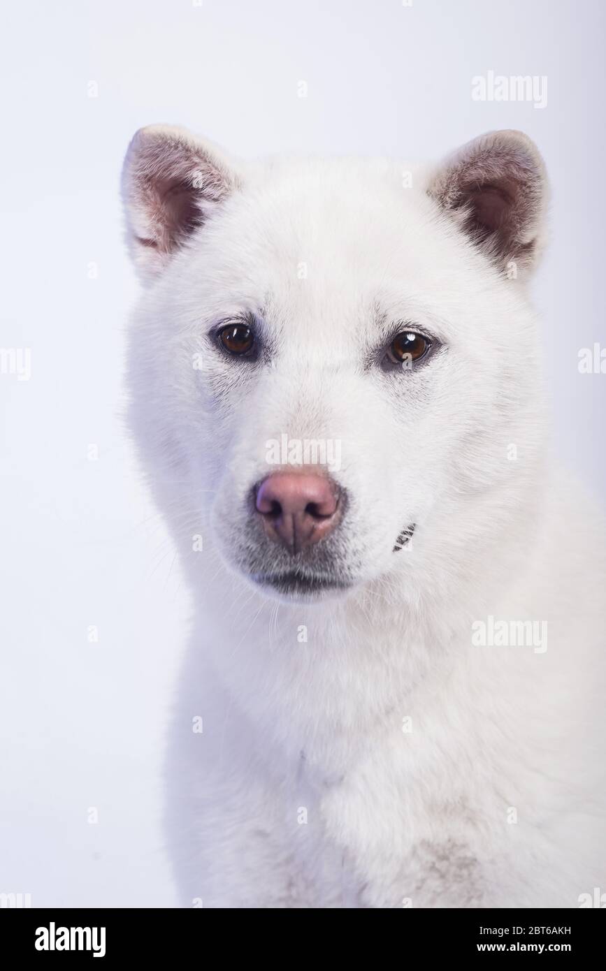 Bianco taglia media bel cane Kishu Inu Foto Stock