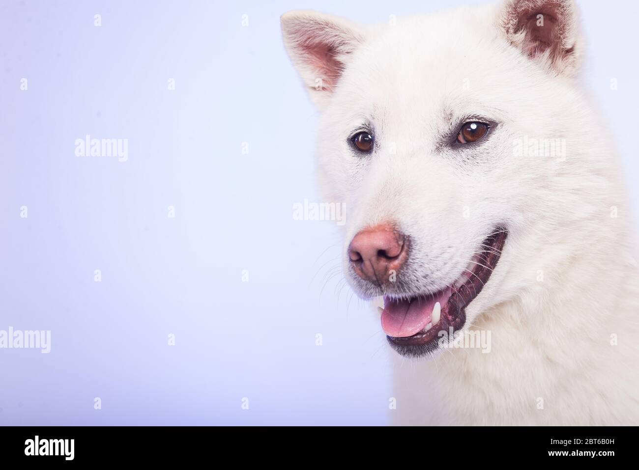 Bianco taglia media bel cane Kishu Inu Foto Stock