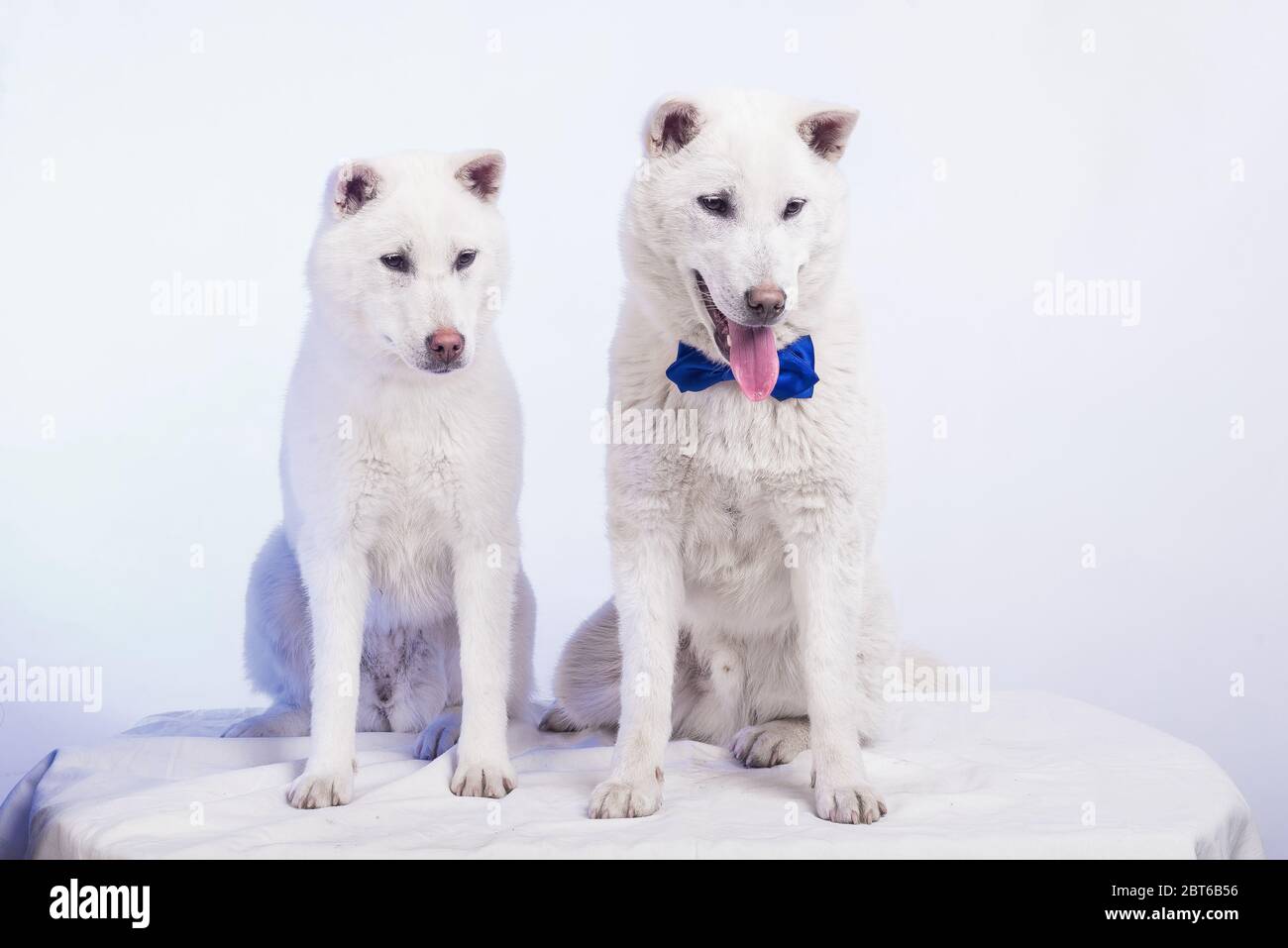 Bianco taglia media bel cane Kishu Inu Foto Stock