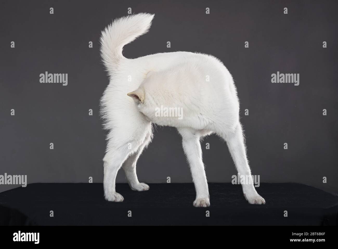 Bianco taglia media bel cane Kishu Inu Foto Stock