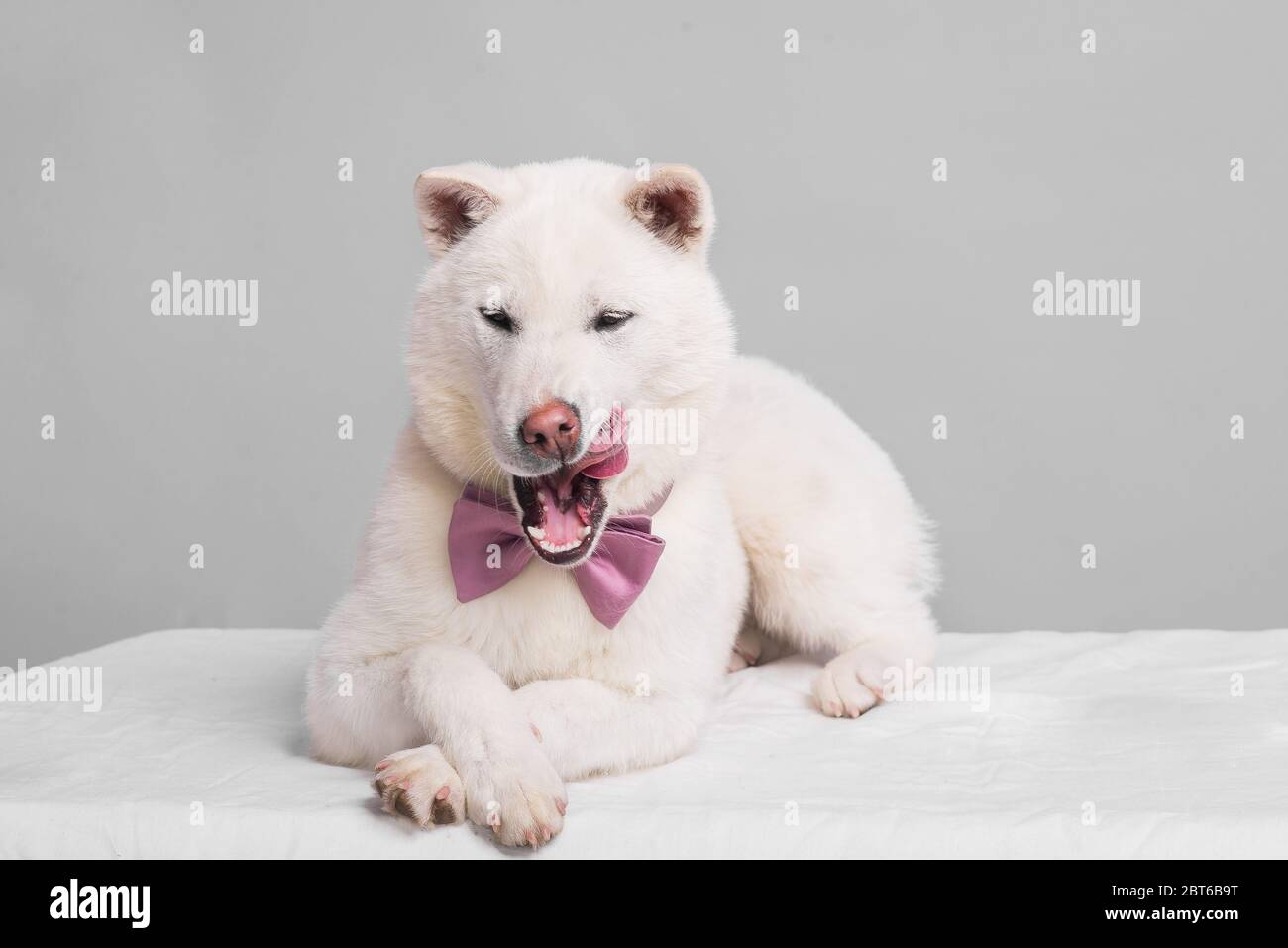 Bianco taglia media bel cane Kishu Inu Foto Stock