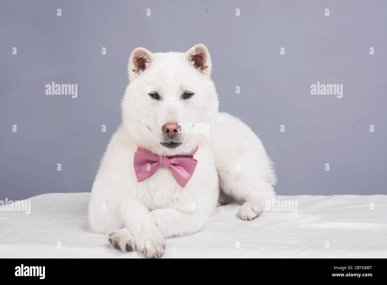 Bianco taglia media bel cane Kishu Inu Foto Stock