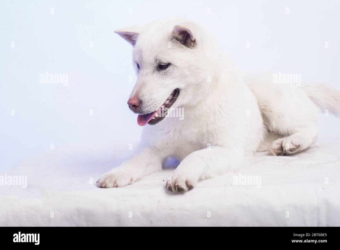 Bianco taglia media bel cane Kishu Inu Foto Stock