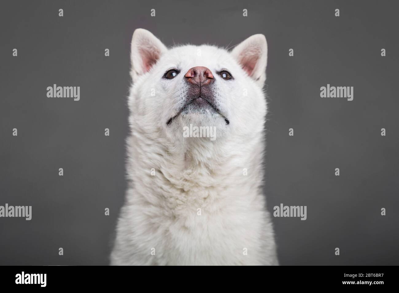 Bianco taglia media bel cane Kishu Inu Foto Stock