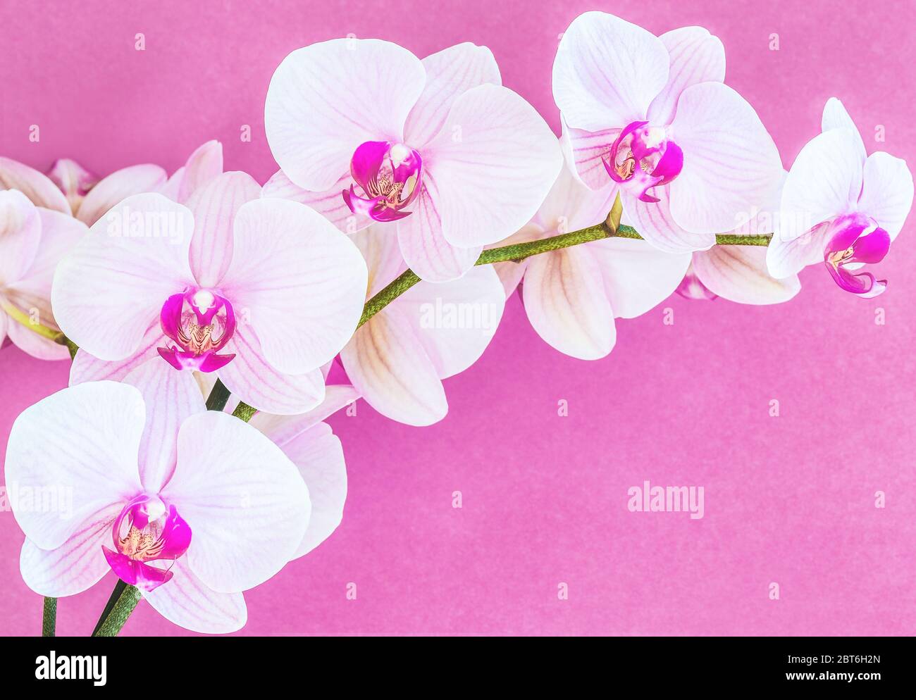 Bella orchidea bianco-viola su sfondo viola. Foto Stock