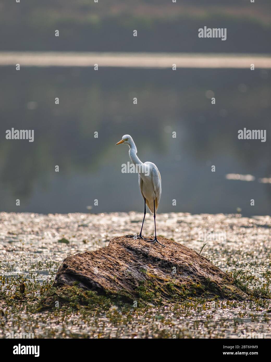 gru bianca grande egret seduta su una roccia tra il lago Foto Stock