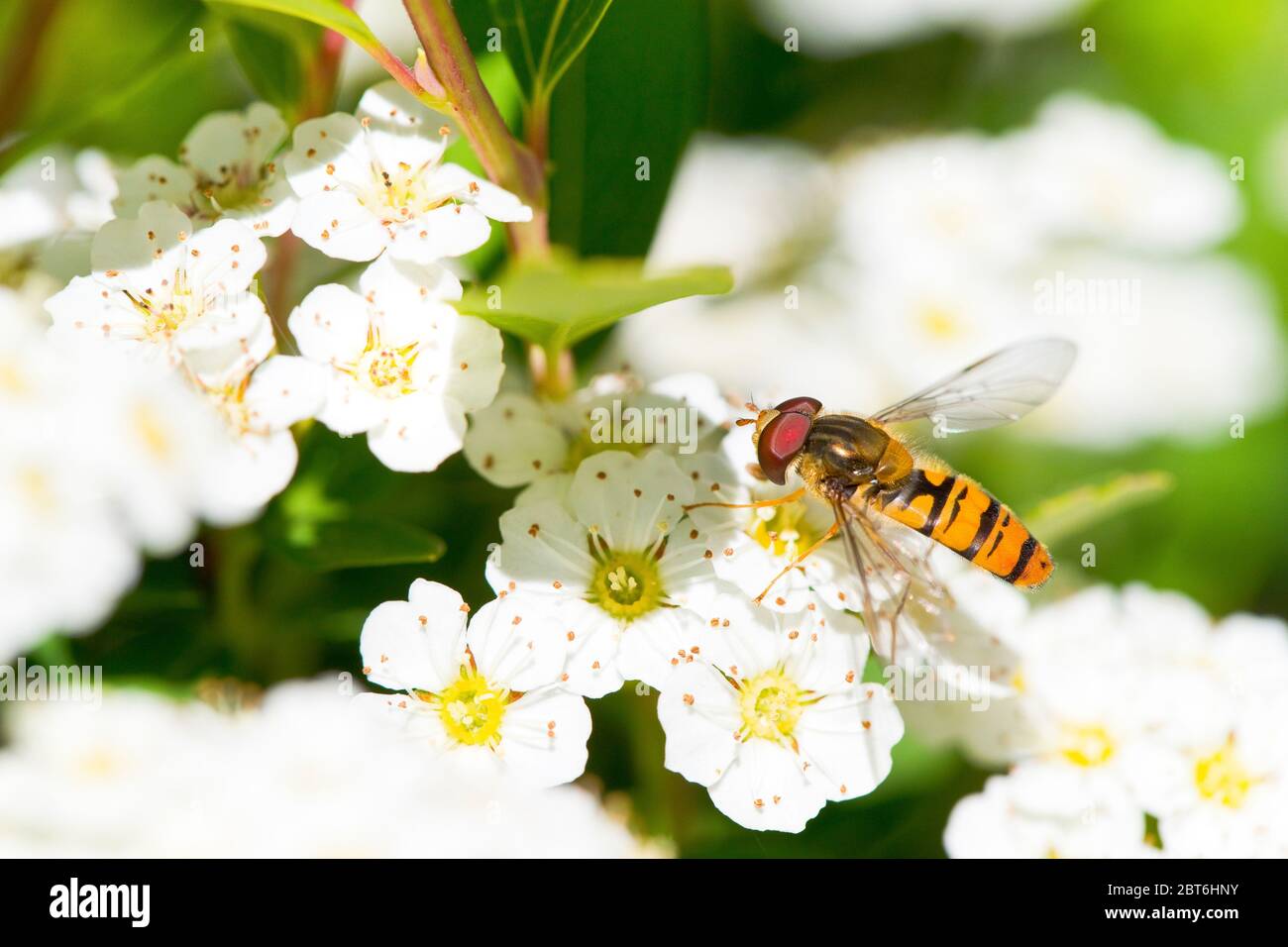 Sorvola in un fiore Foto Stock