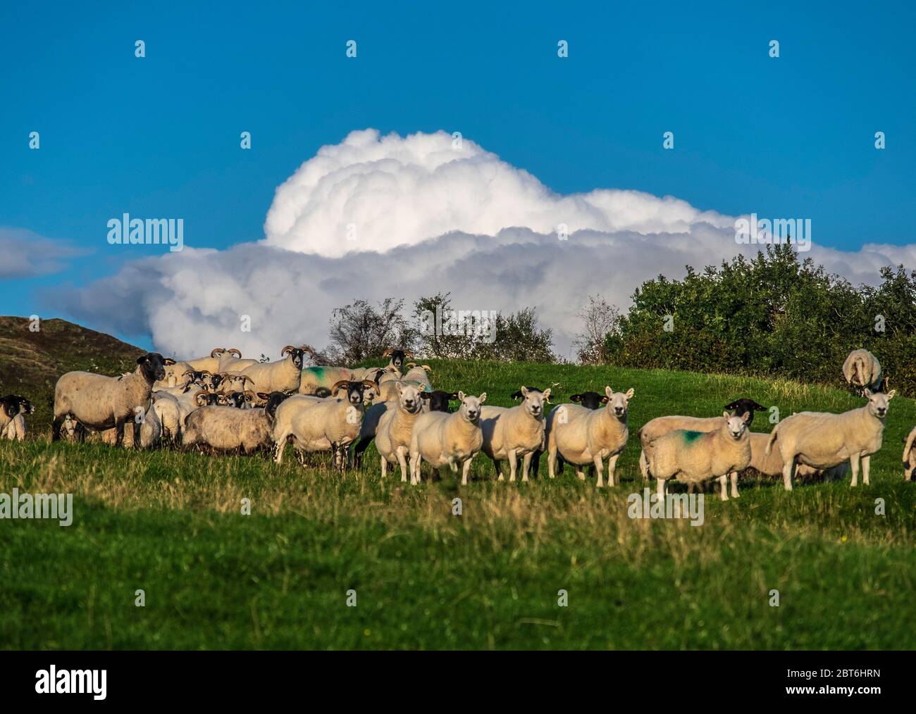 Raccolta di pecore con formazione drammatica di nube di cumulo Foto Stock