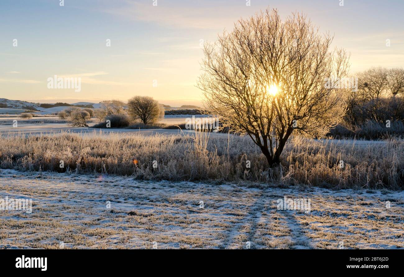 Inverno salici lat alba Loch Ken Foto Stock