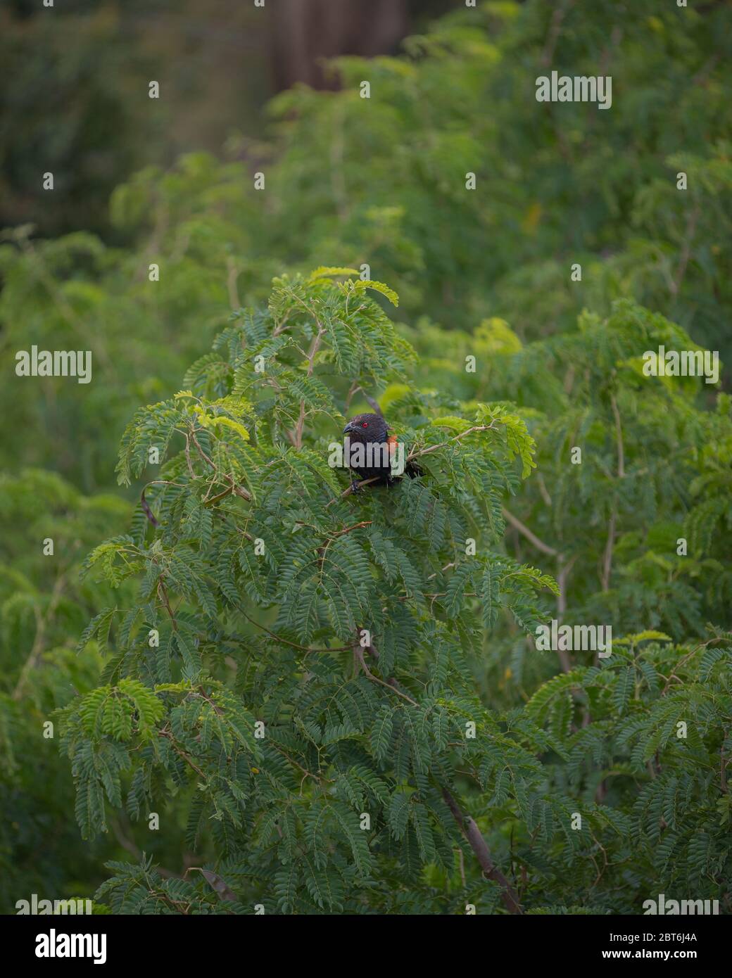 il fagiano di corvo seduto su un albero verde nascosto tra le foglie Foto Stock