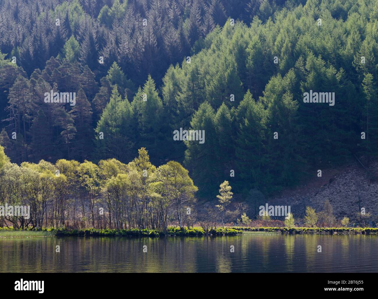 Terreno boschivo di quercia nativo a Glen Trool, Galloway Forest Park Foto Stock