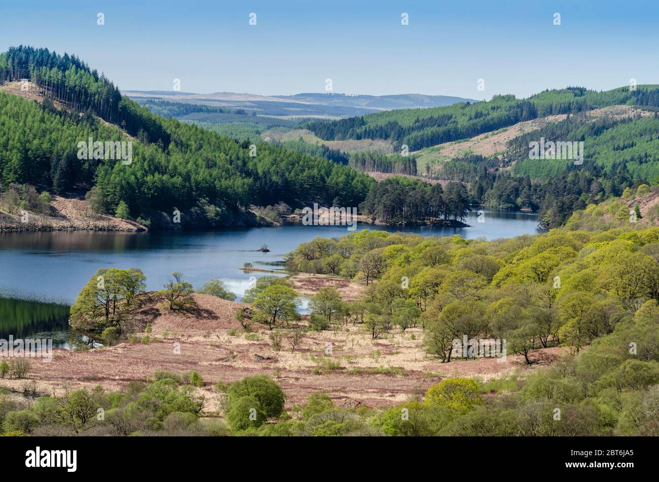 Terreno boschivo di quercia nativo a Glen Trool, Galloway Forest Park Foto Stock