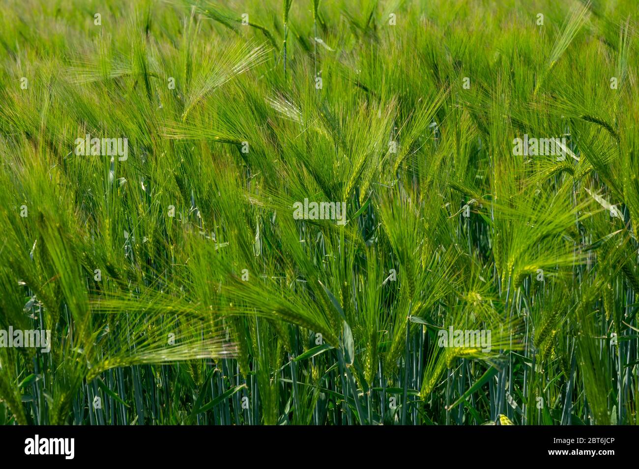 Campi di grano di orzo primaverile con colture verdi non mature, ingrediente principale per bevanda di whisky Foto Stock