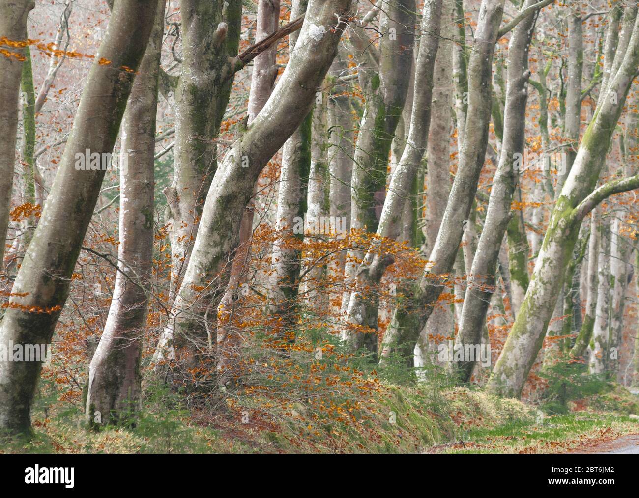 Viale di alberi Beeech maturi, Laurieston Foto Stock
