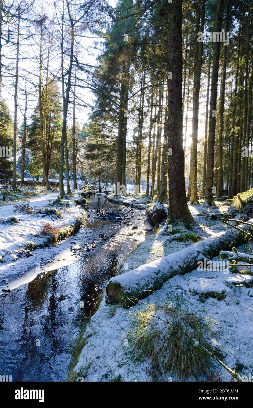 Kennick Burn e la silvicoltura di Laurieston in neve di metà inverno Foto Stock
