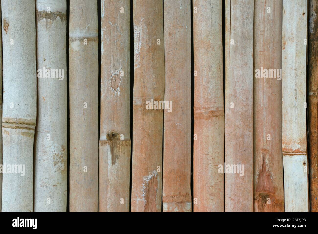 Sfondo di bambù verticale. Sfondo di bambù secco. Foto Stock