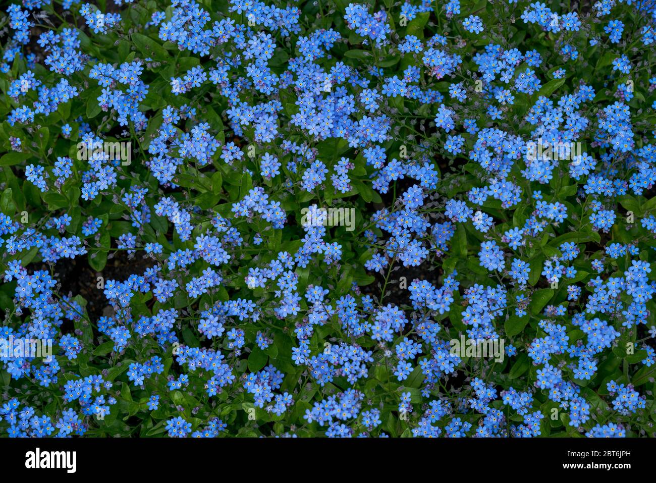Myosotis sylvatica, il legno dimenticare-me-non bosco dimenticare-me-non pletora di fiori blu Foto Stock