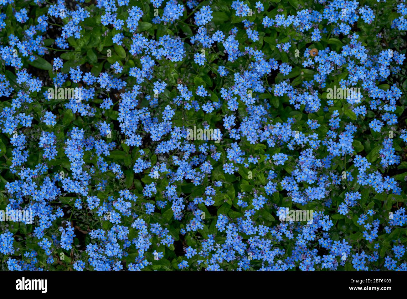Myosotis sylvatica, il legno dimenticare-me-non bosco dimenticare-me-non pletora di fiori blu Foto Stock