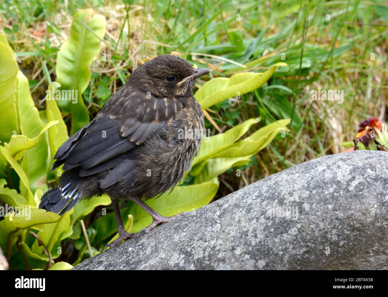 Una giovane merula giovane di Turdus, in fuga da un giovane uccello nero, in piedi su una pietra nel giardino Foto Stock